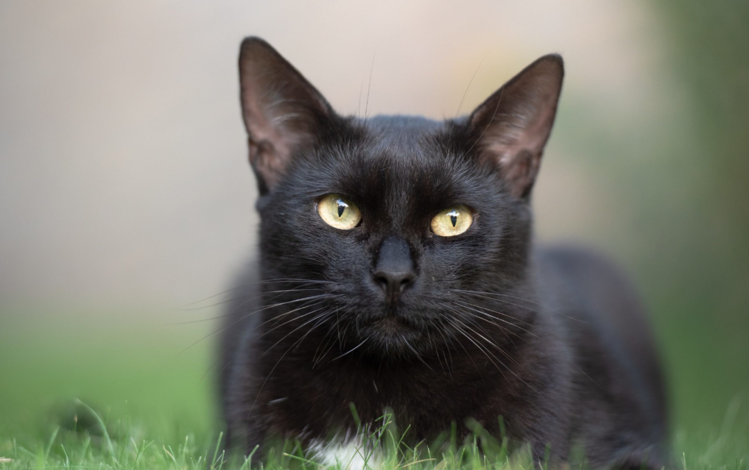 Advierten sobre riesgo de sacrificio de perros y gatos negros en prácticas rituales