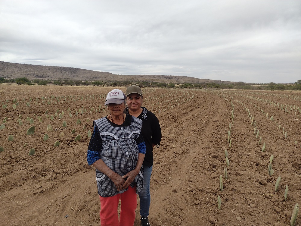 Mujeres, pilares fundamentales en el desarrollo sostenible de zonas áridas: Agricultura