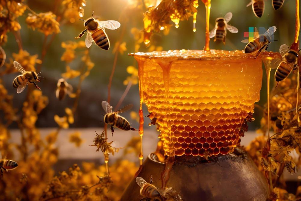 Fenómenos climáticos repercuten en ciclos de plantas y afectan producción de miel
