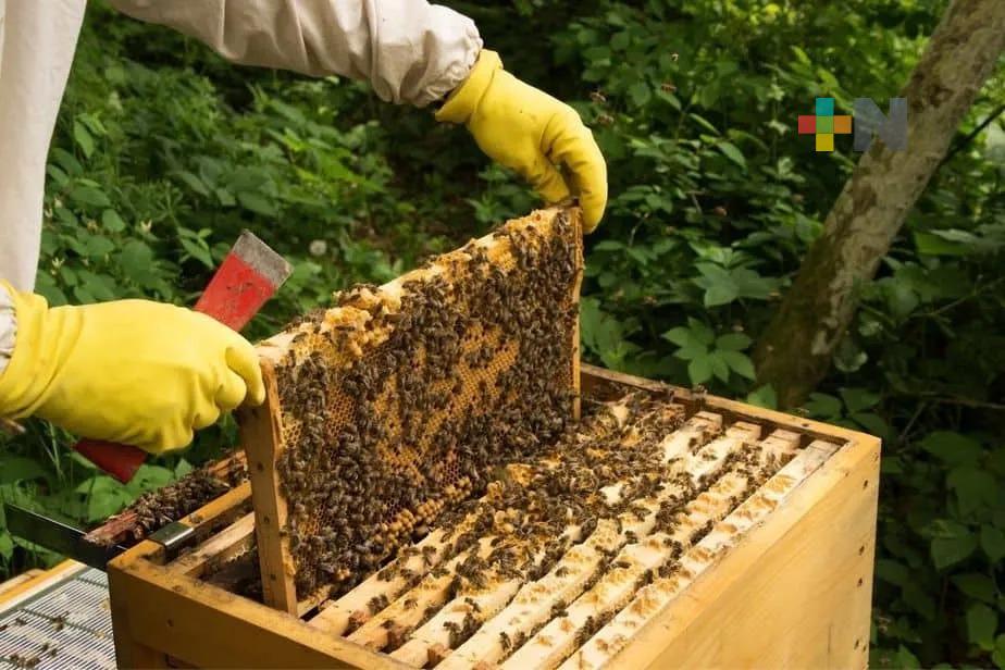 Fenómenos del Niño y la Niña afectan producción de miel