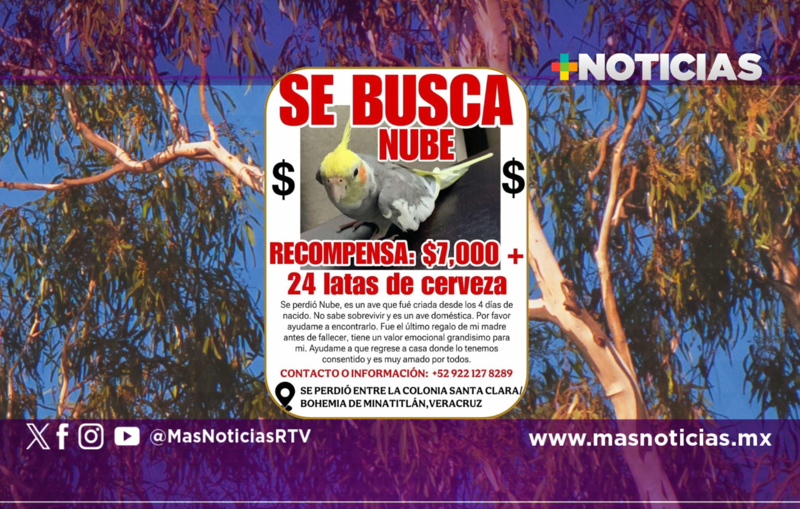 Ofrecen peculiar recompensa a quien ayude a encontrar cacatúa desaparecida en Mina