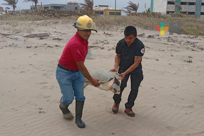 Desova tortuga lora en playa de Coatza; es auxiliada para regresar al mar