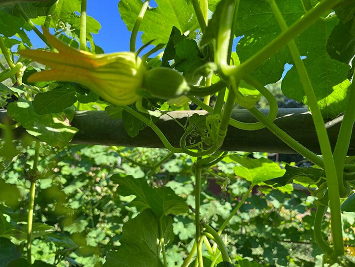 Pulpa de chilacayote, con potencial para tratar el síndrome metabólico