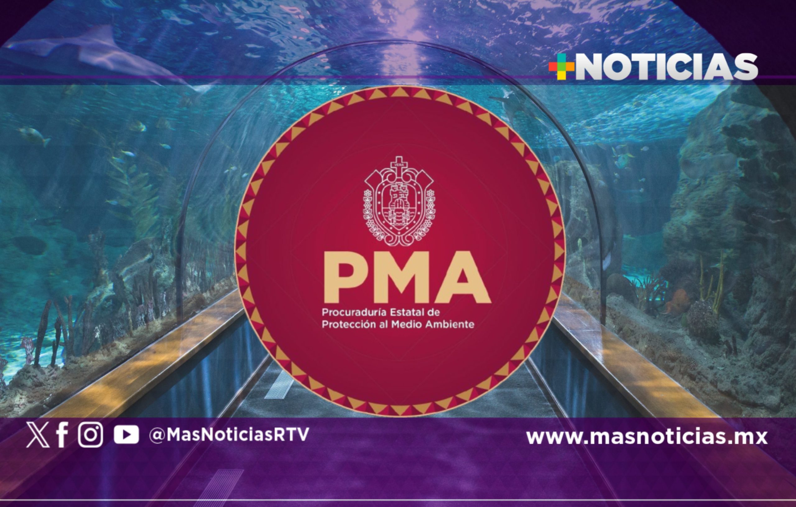 Confirma PMA deceso del tiburón tigre «Benito»