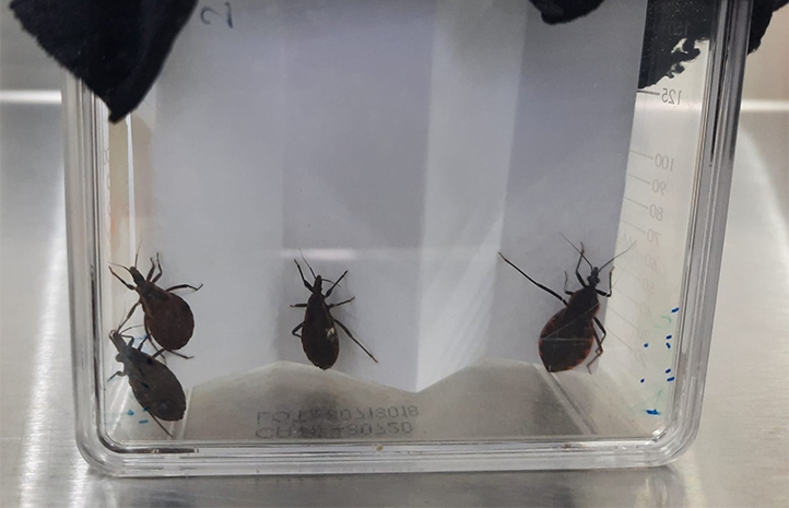 Académicos UV registran invención para detectar enfermedad de Chagas