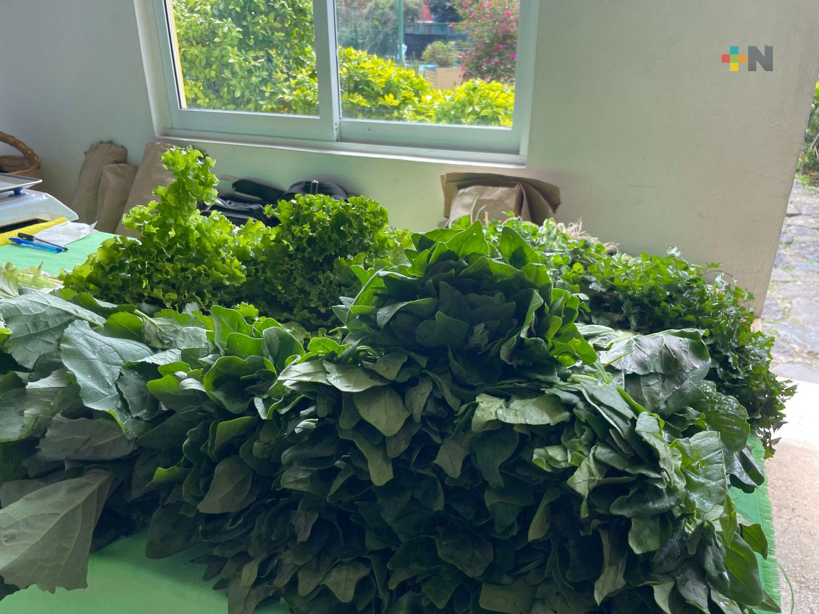 Productores de hortalizas toman medidas ante temporada de sequía