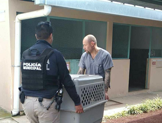 Brigada de Vigilancia Animal impondrá multas más severas; recibe 300 reportes de maltrato al mes
