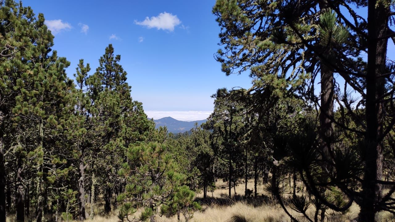 Turismo cultural, de naturaleza y  gastronómico los de mayor crecimiento en Perote