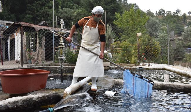 Declaran territorio mexicano libre de dos enfermedades que afectan a la trucha de cultivo