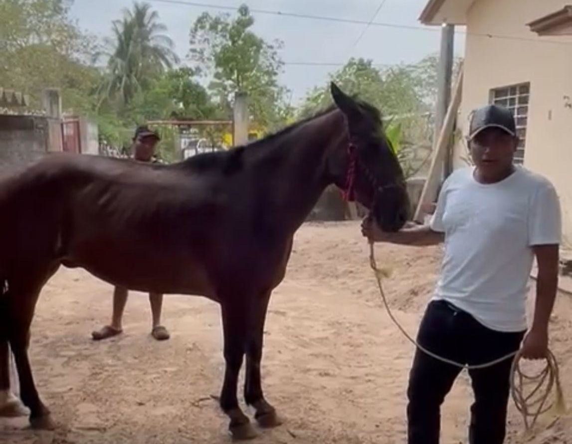 «No hubo maltrato» asegura responsable del caballo atado a vehículo de Coatza