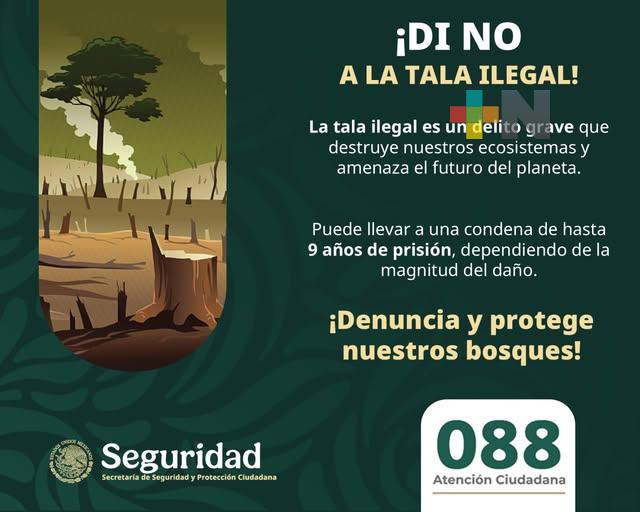 Secretaría de Seguridad y Protección Ciudadana invita a denunciar tala ilegal al 088