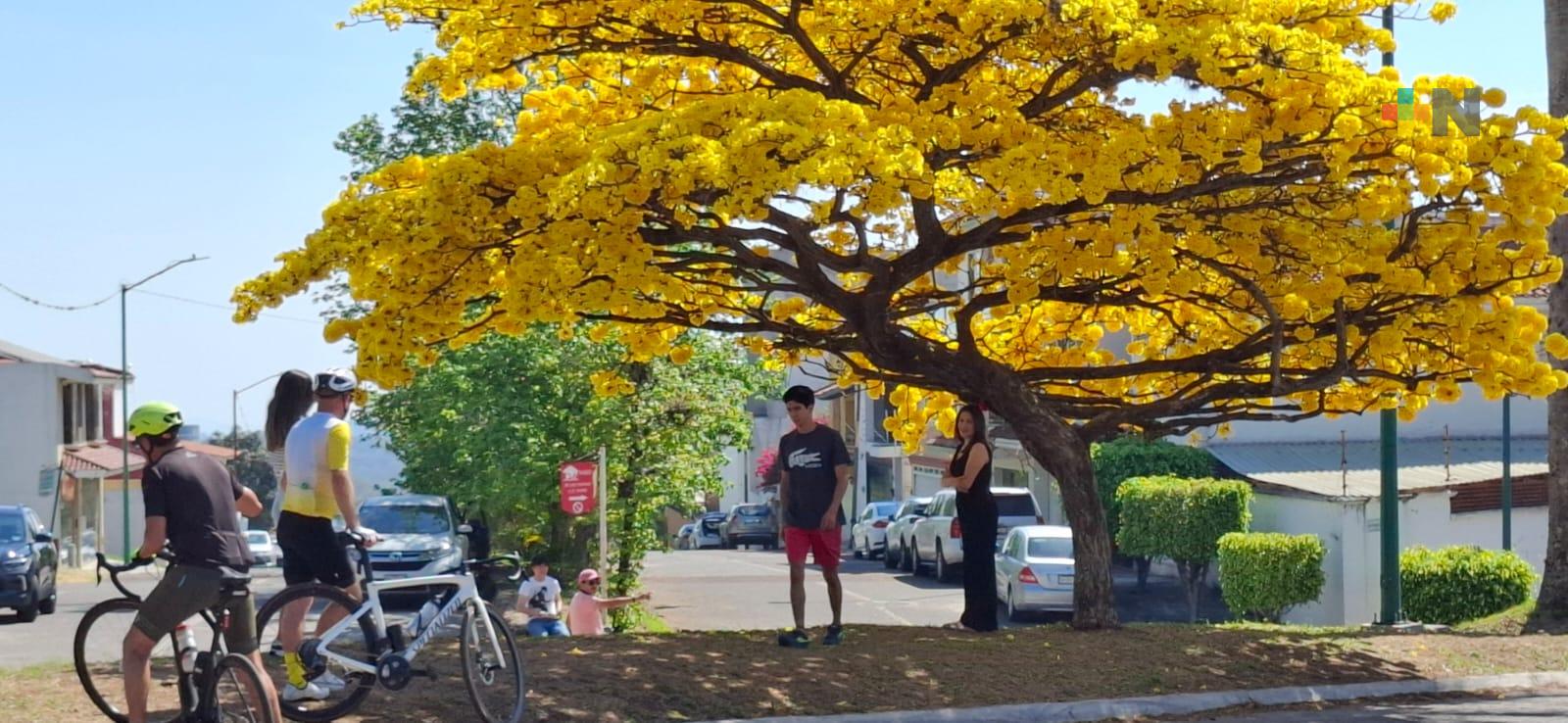 Un esplendoroso guayacán se ha convertido en atractivo turístico de Xalapa