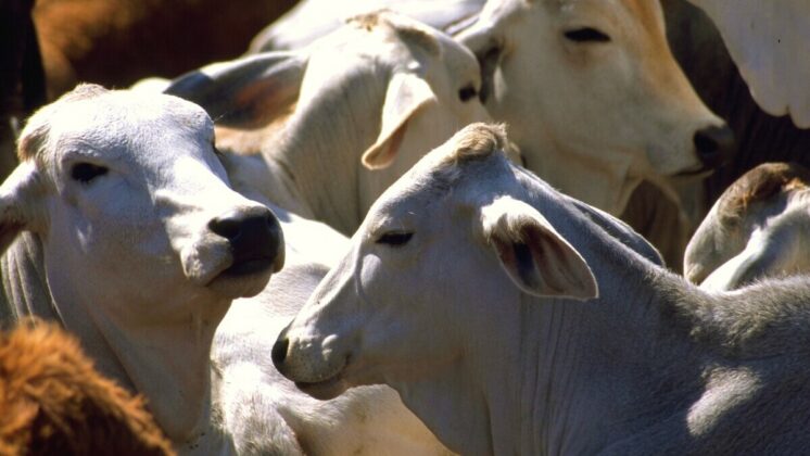 México mantiene autosuficiencia en carne de res gracias al esfuerzo de las y los ganaderos: Agricultura