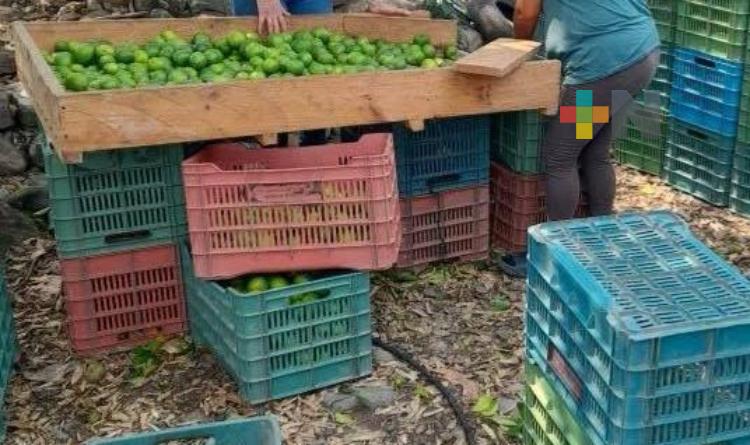 Precio del limón persa para exportación alcanzó buen precio y se mantiene