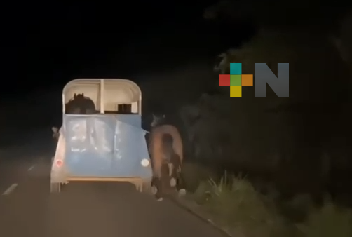 Investigan en Coatza caso de maltrato animal contra un caballo
