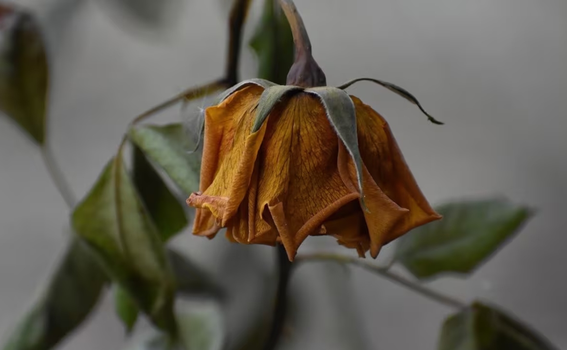 Cambio climático provoca descontrol en la polinización de plantas