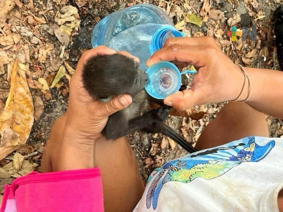 Piden donativos para elaborar recipientes y colocar agua a primates en el sur de Veracruz