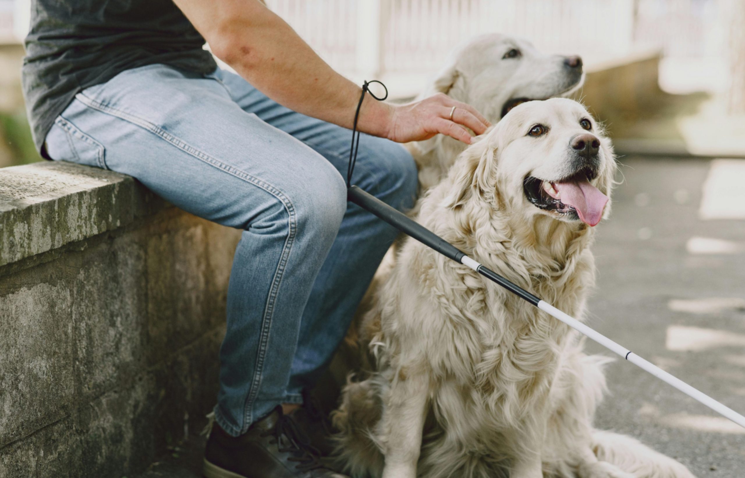 Día Internacional del Perro Guía