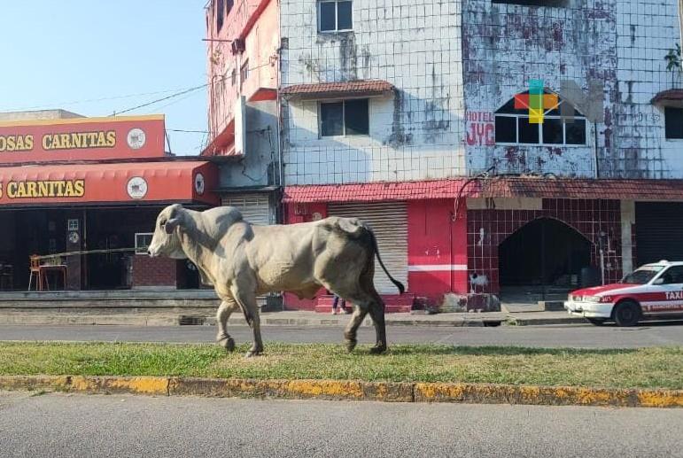 Toro cebú se pasea por calles de Nanchital