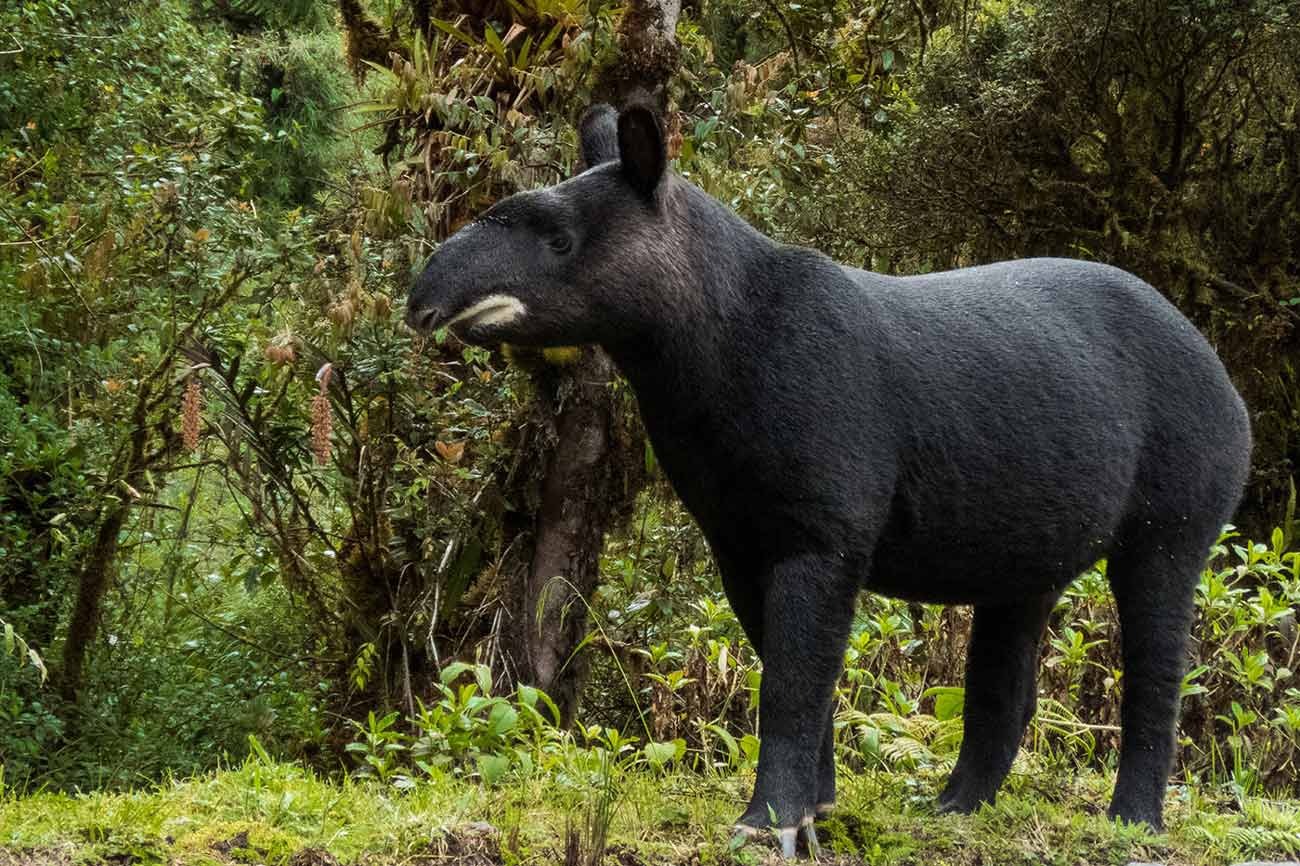Día Mundial del Tapir