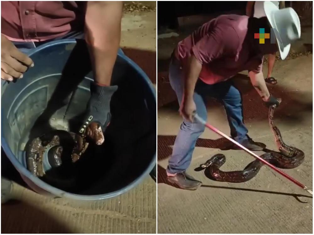 Capturan boa constrictora en Cosoleacaque; no son venenosas, se alimenta de roedores