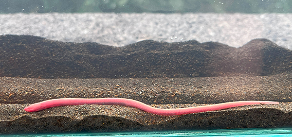 Describen nueva especie de pez diminuto que vive en el lodo