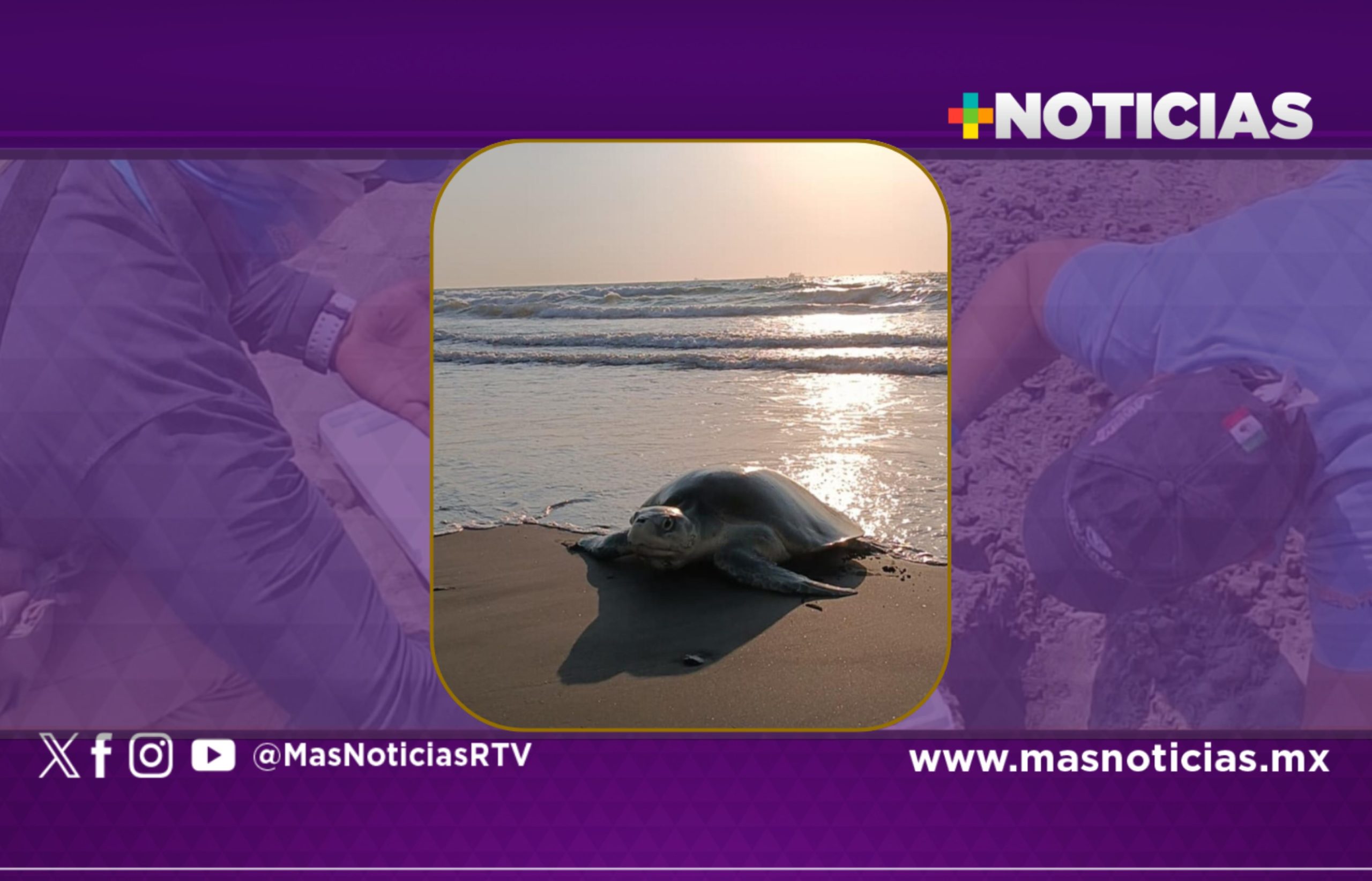 Rescatan huevos de tortuga lora en playa Pelícano