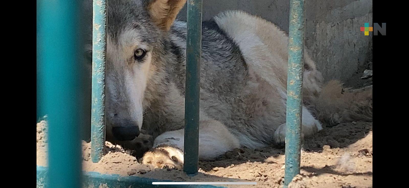 En total abandono zoológico Miguel Ángel de Quevedo