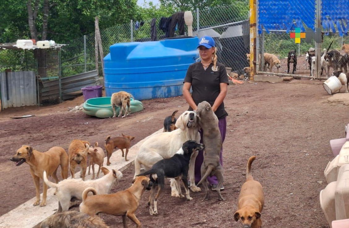 Aumenta abandono de perros en Xalapa