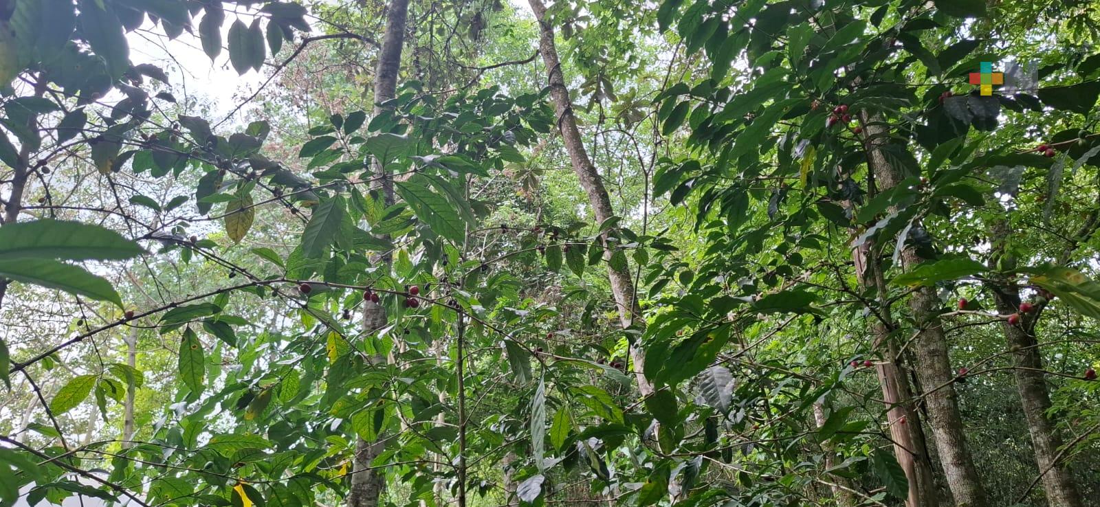 Estudian beneficios ambientales de cafetales bajo sombra