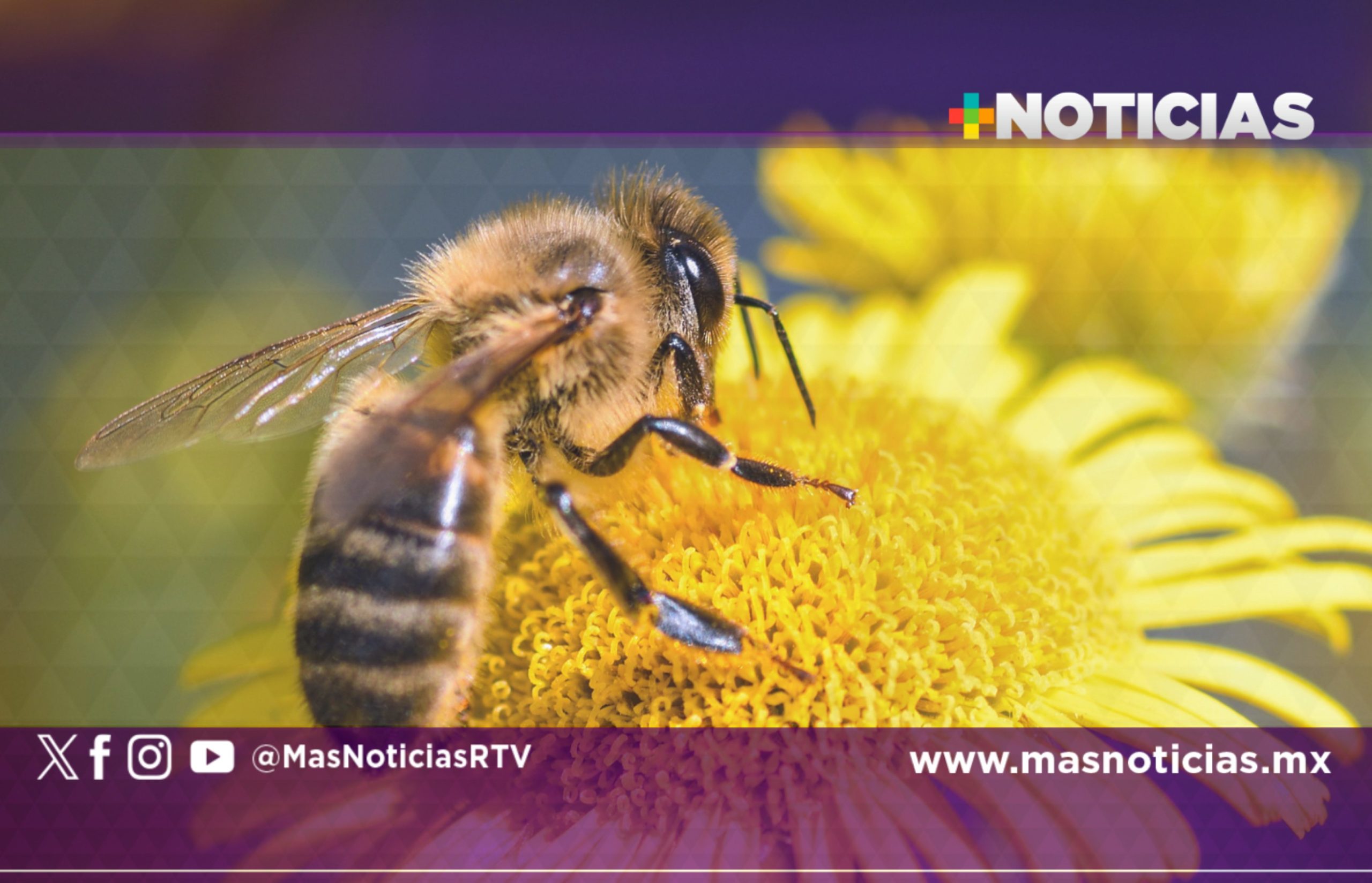 Día Mundial de las Abejas