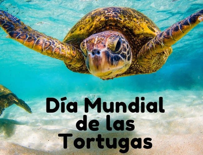 Día Mundial de las Tortugas