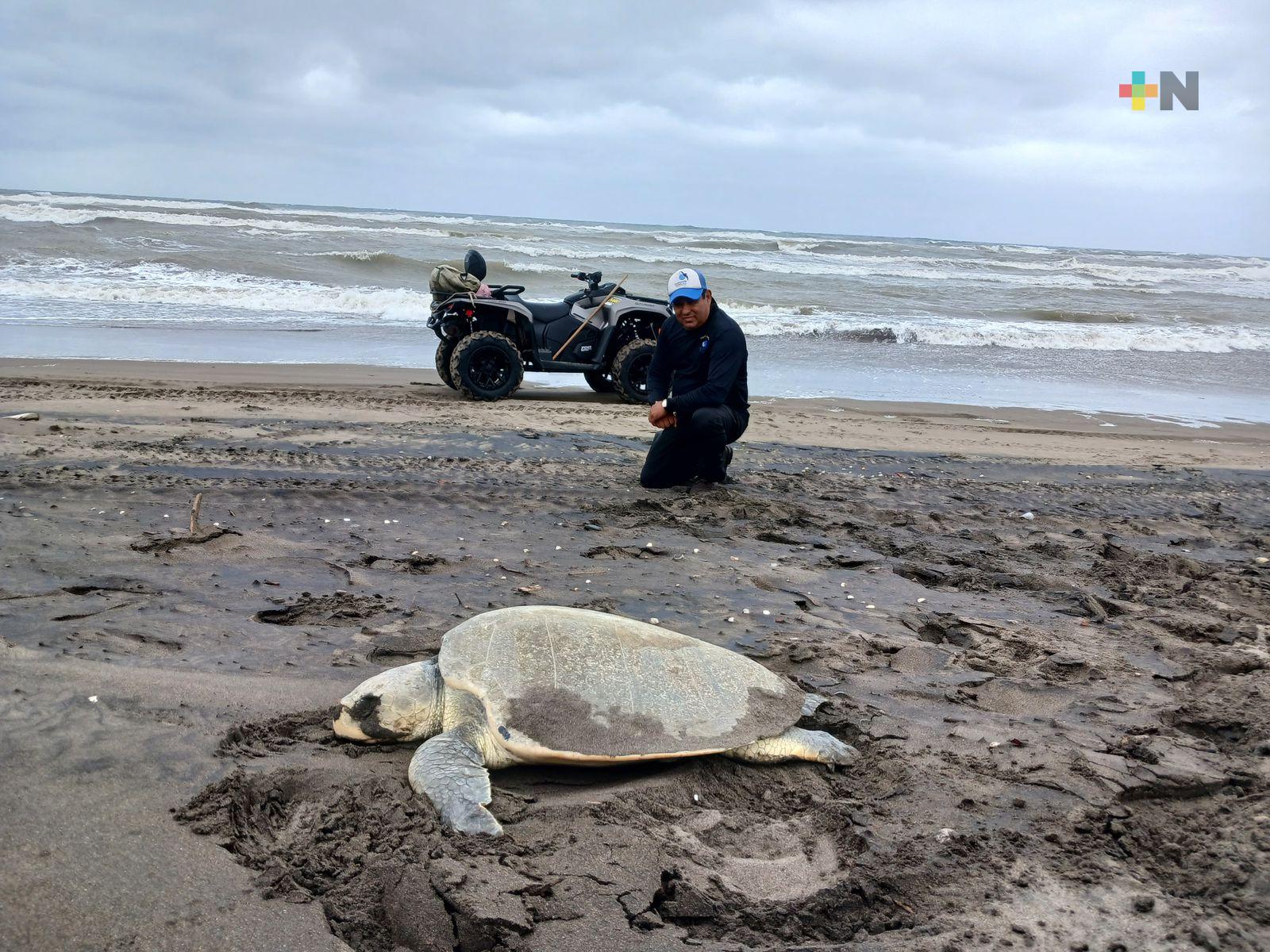 Comenzó temporada de desove de tortugas marinas en México