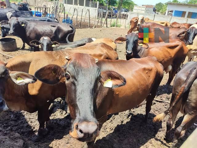 Niegan ganaderos caso de gusano barrenador en Agua Dulce, Veracruz