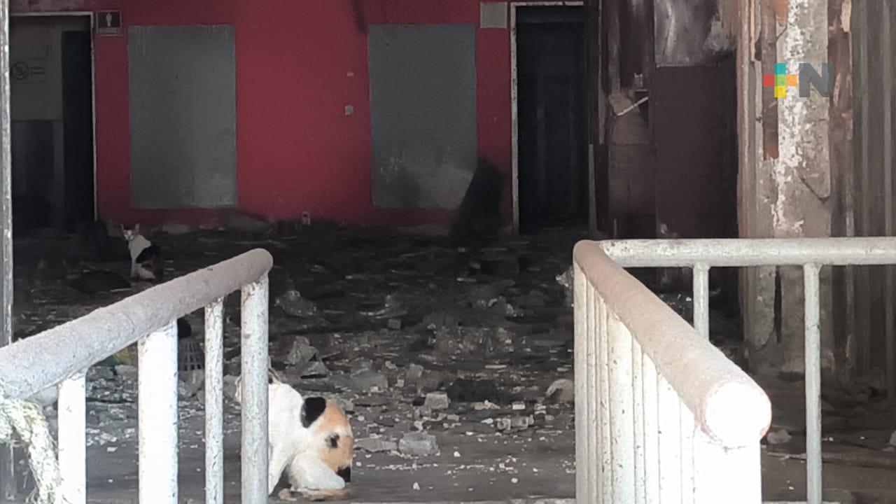 Antiguo cine del puerto de Veracruz sirve ahora como refugio de gatos
