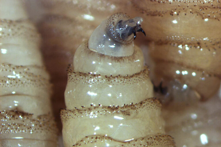 Coatzacoalcos y Zaragoza registran casos de gusano barrenador en humanos