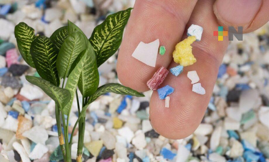 Microplásticos son absorbidos por hojas cultivadas y silvestres