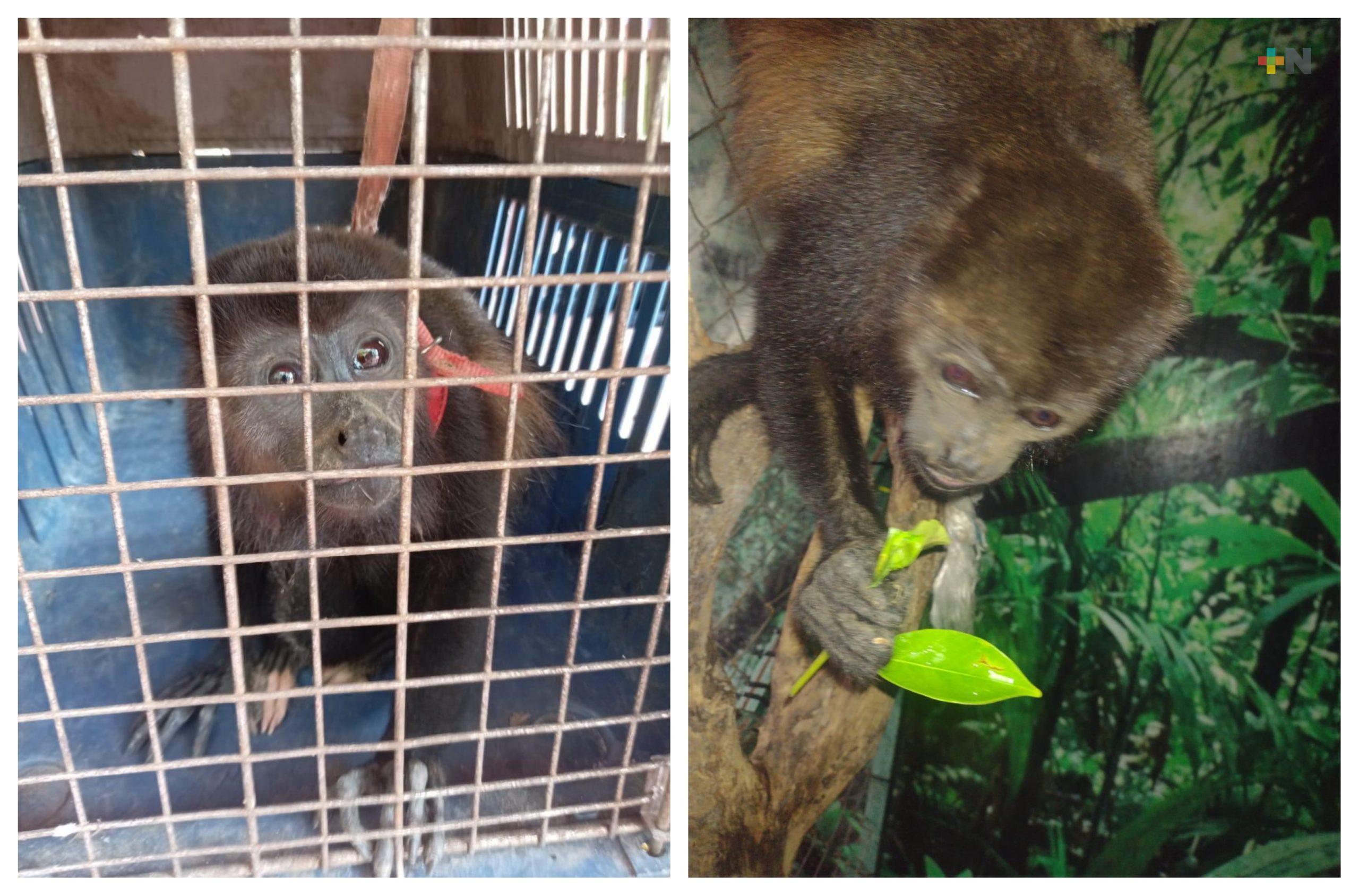 Mona aulladora rescatada en Nanchital podría regresar a su hábitat una vez atendida