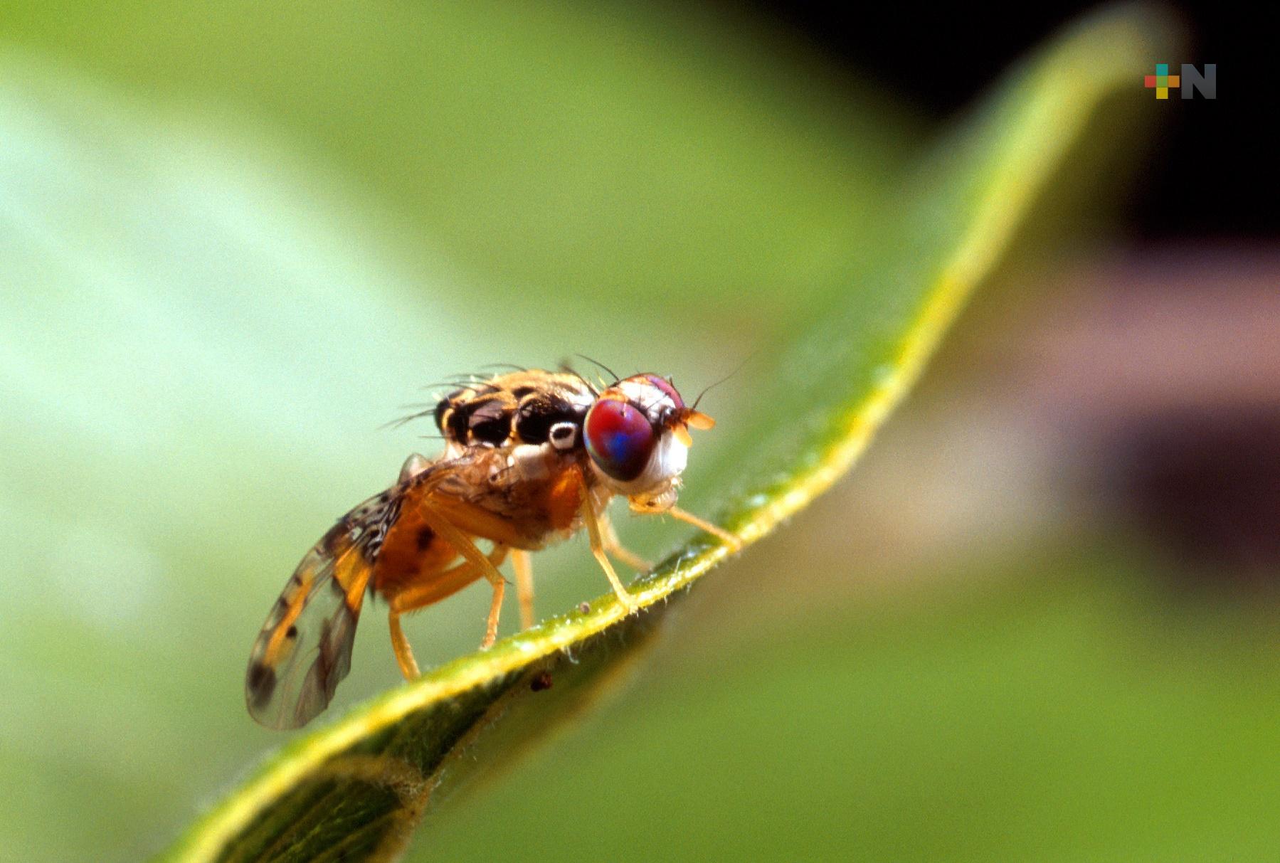 ¿Cómo funciona la técnica de la mosca estéril contra el gusano barrenador?