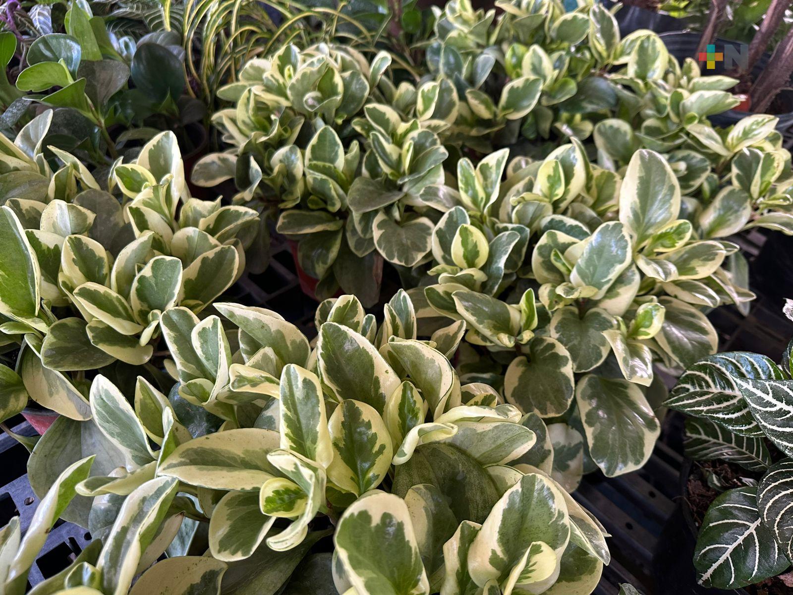 Exhortan a población a cuidar y regar plantas y árboles