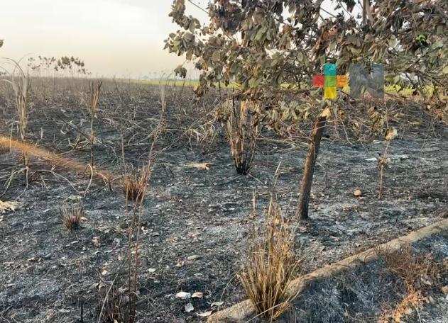 Ola de calor genera incendios de pastizales en la Cuenca del Papaloapan