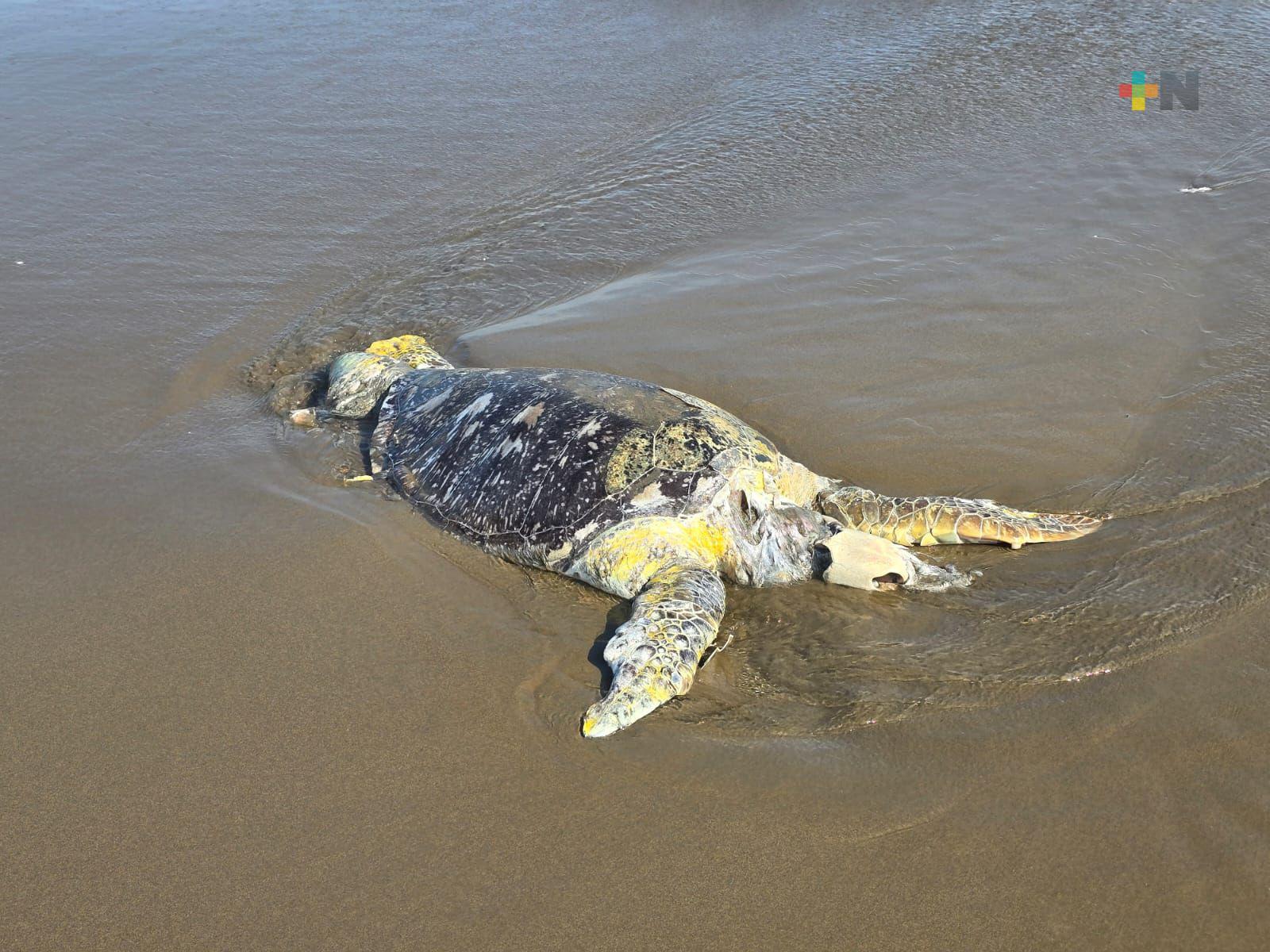Aves y especies marinas aparecen muertas en playa de Coatzacoalcos