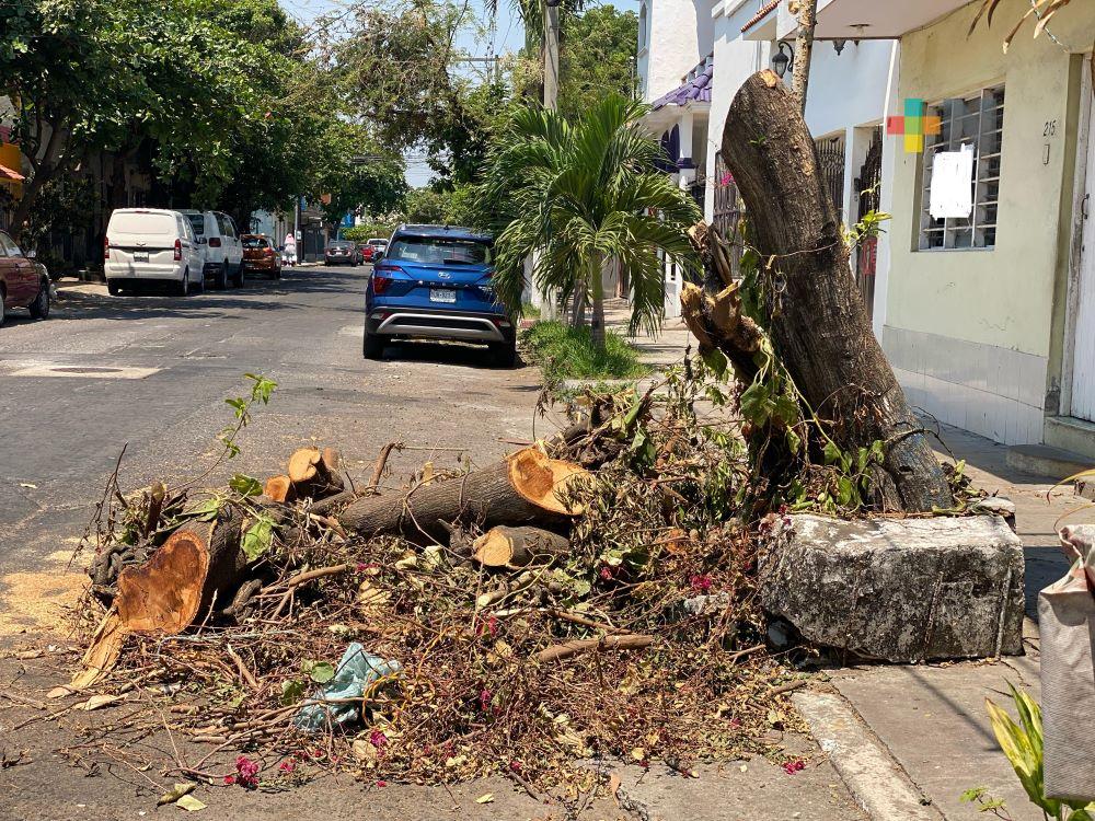 Troncos obstruyen calle Sánchez Tagle de Veracruz puerto
