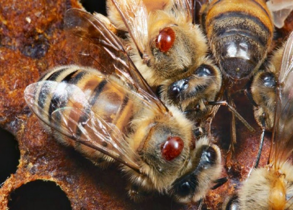 Varroa, ácaro que afecta productividad de las abejas
