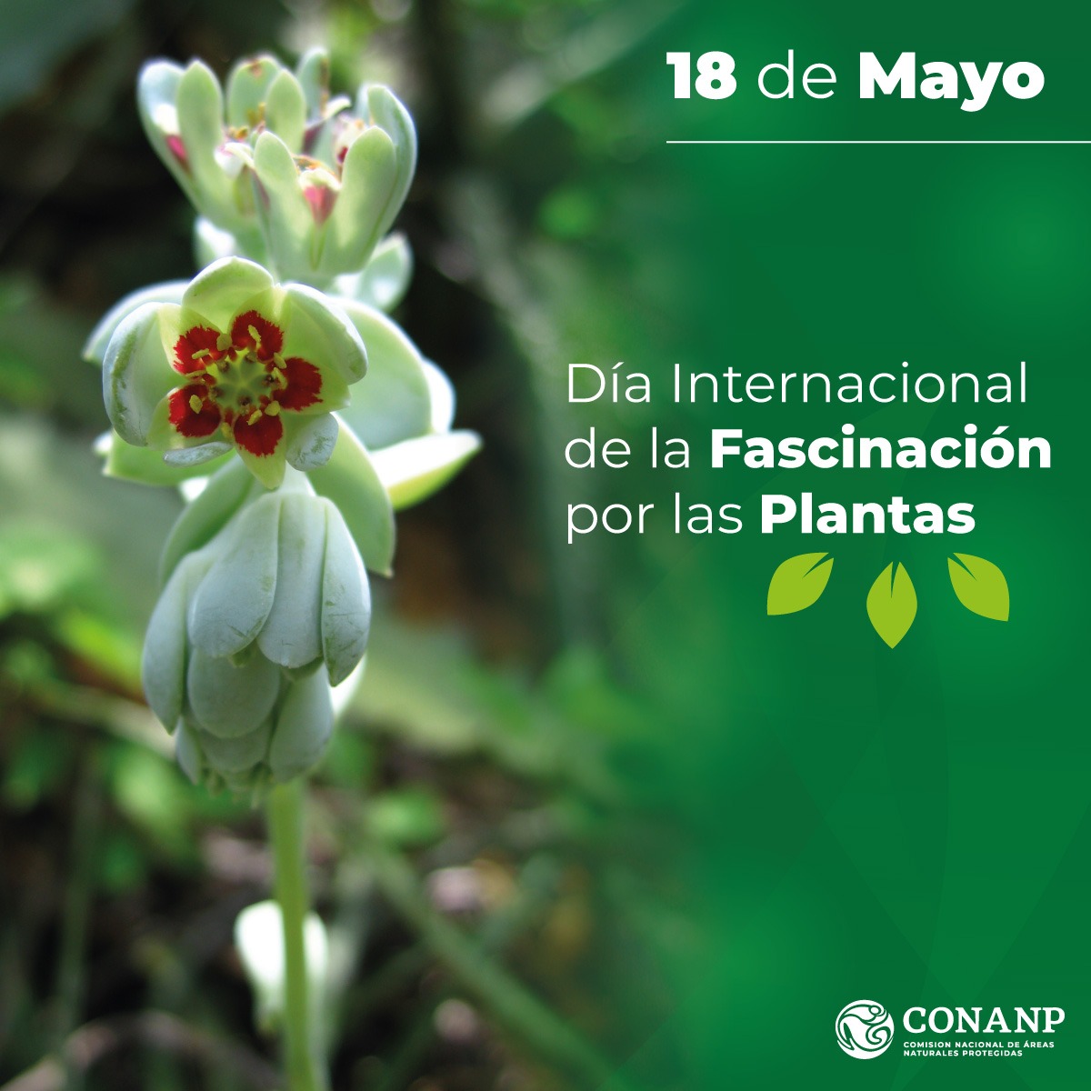 Día Internacional de la Fascinación por las Plantas