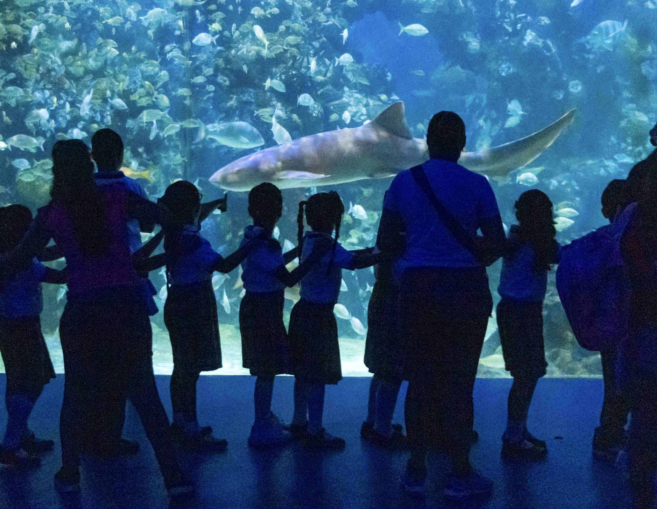 Disfrutan miles del Martes Gratis en Aquarium del Puerto de Veracruz