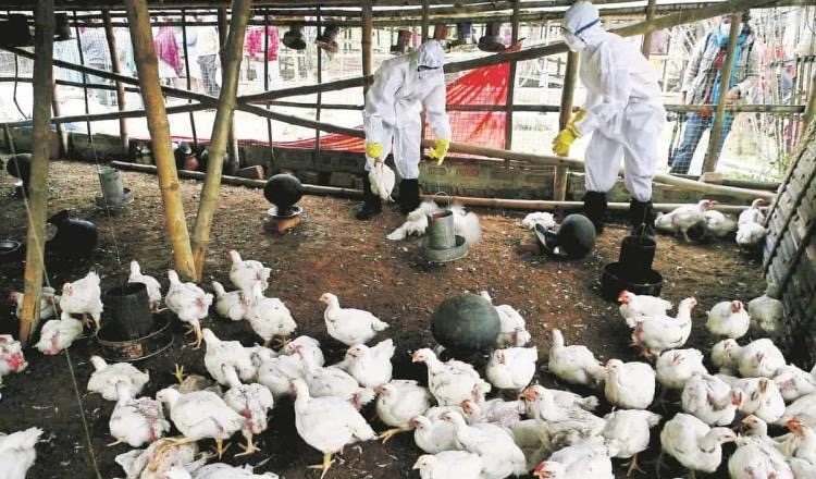 México suspende importaciones de Brasil por gripe aviar