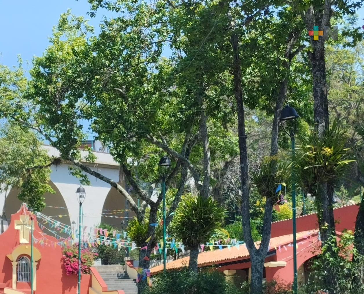 Arbolado dentro de las ciudades es clave para mitigar el calor que ha aumentado