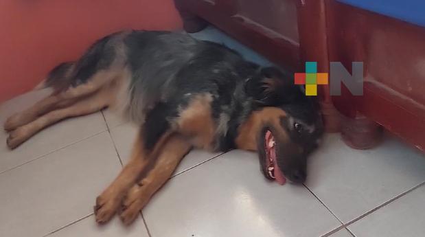 Exhortan a martinenses no exponer al sol a mascotas