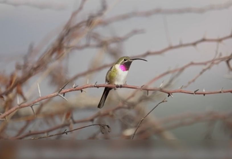 En Chavarrillo y Miradores protegen al colibrí tijereta mexicano